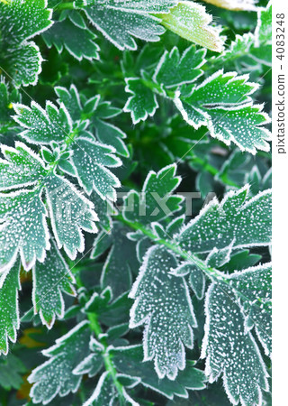 Frosty plants in late fall Frosty plants in late fall 4083248