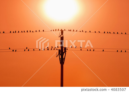 birds on wires 4083507