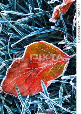 Frosty leaf Frosty leaf 4083695
