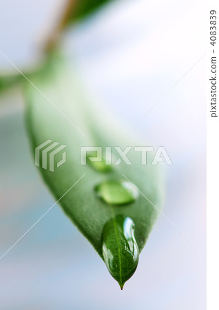 Green leaf with water drops 4083839