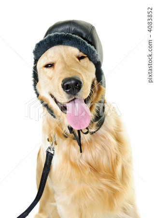 retriever, friendly, wear 4083852
