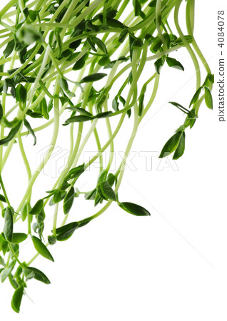 botanic, botanical, vegetative 4084078