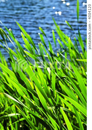 草地 草 野草 4084120