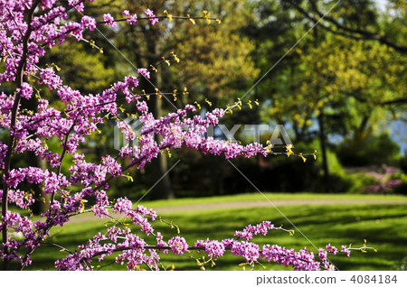 Blooming cherry tree in spring park Blooming cherry tree in spring park 4084184
