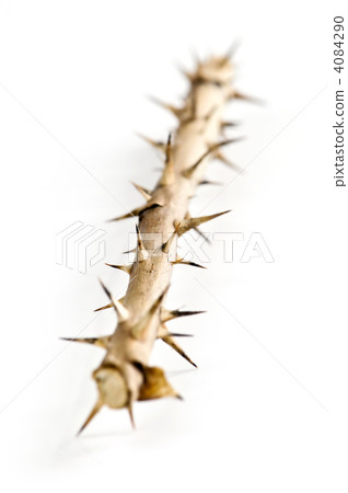 Rose branch with thorns Rose branch with thorns 4084290