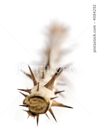 Rose branch with thorns 4084292