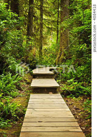 Path in temperate rainforest 4084418