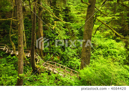 Path in temperate rainforest 4084420