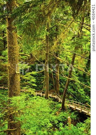 Path in temperate rainforest 4084421