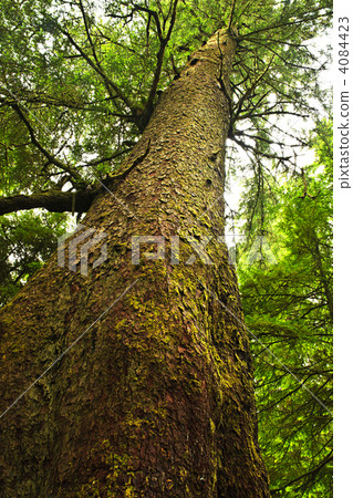 Tall hemlock tree trunk in temperate rainforest 4084423