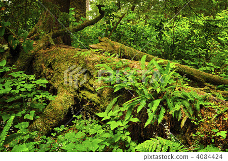 Lush temperate rainforest 4084424