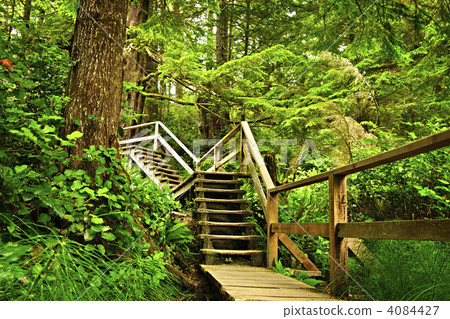 Path in temperate rainforest 4084427