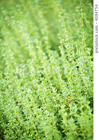 Thyme plants Thyme plants 4084754