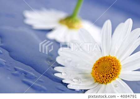 Daisy flowers with water drops Daisy flowers with water drops 4084791