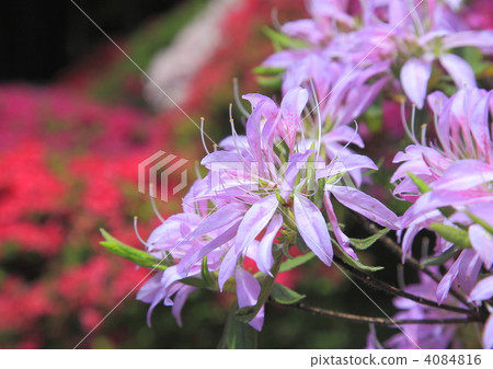 azalea, azaleas, bloom 4084816