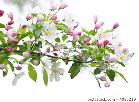 Blooming apple tree branch Blooming apple tree branch 4085219