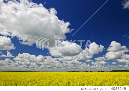 Canola field Canola field 4085249