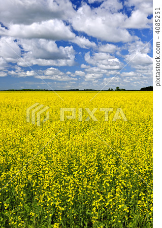 Canola field Canola field 4085251