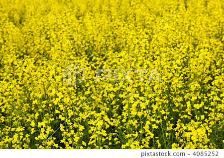 Canola plants Canola plants 4085252