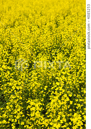 Canola plants 4085253
