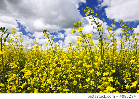 Canola plants in field Canola plants in field 4085254