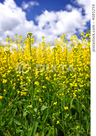 Canola plants in field 4085259