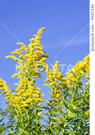 Goldenrod plant 4085346