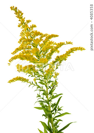 Goldenrod plant 4085358