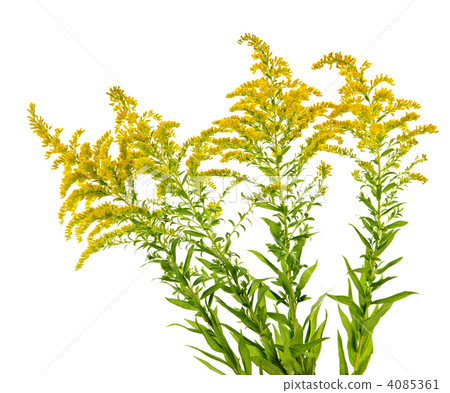 Goldenrod plant 4085361