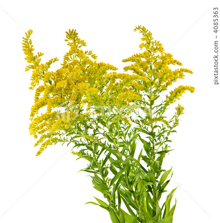 Goldenrod plant 4085363