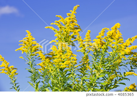Goldenrod plant Goldenrod plant 4085365