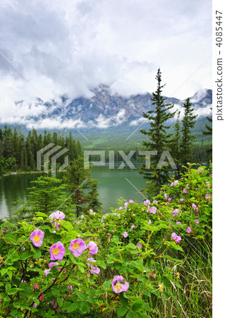 Wild roses and mountain lake in Jasper National Park 4085447