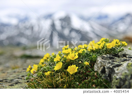 beatiful, beautiful, lovely 4085454