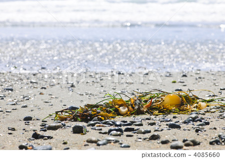 Beach detail on Pacific ocean coast of Canada 4085660