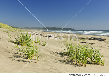 Ocean shore in Pacific Rim National park, Canada 4085668