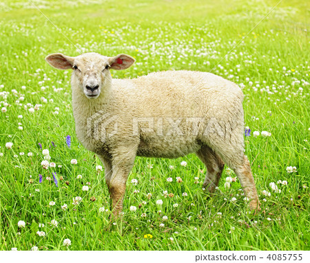 Cute young sheep 4085755
