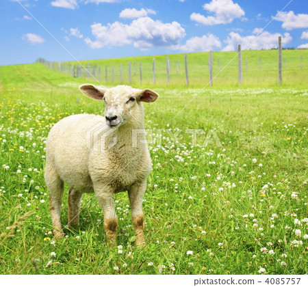 Cute young sheep 4085757