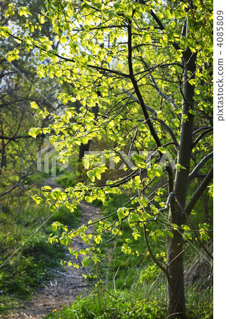 Forest path with backlit linden tree 4085809
