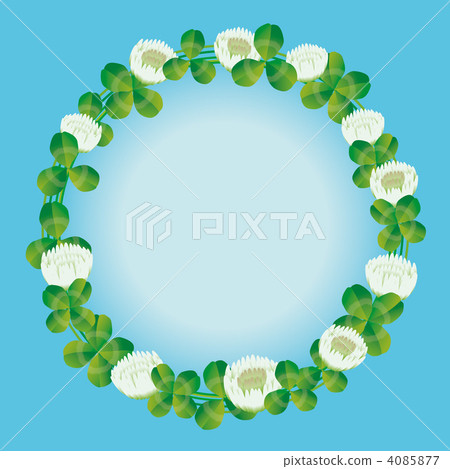 白三葉草 4085877