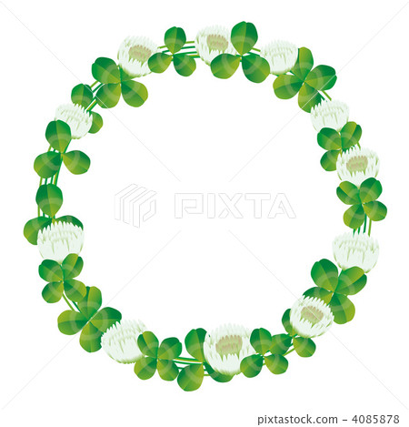 白三葉草 4085878