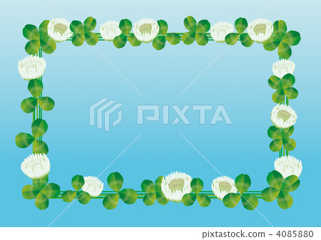 白三葉草 4085880