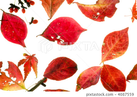 死葉_秋天 死葉_秋天 4087559