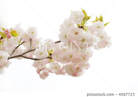 Yaezakura (Matsuki) 4087725