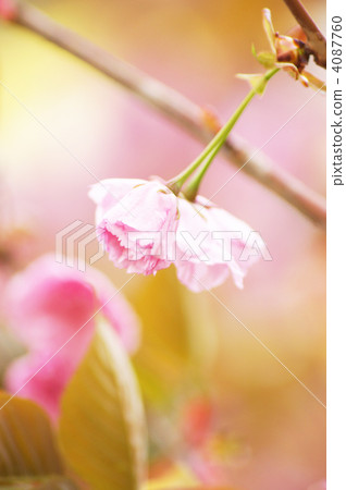 Yaezakura（Sekiyama） 4087760