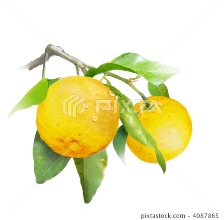 Yuzu Yuzu 4087865