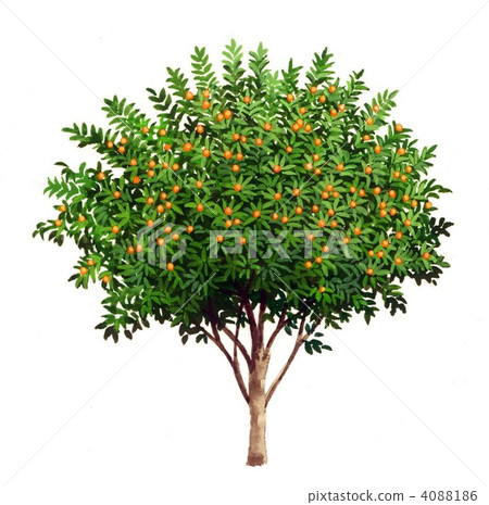 Kumquat illustration Handwritten illustration of Kin-c 4088186