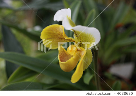 western orchids, epidendreae, botanic 4088680