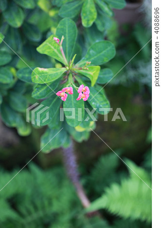 虎刺梅 花朵 花 4088696