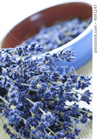 Dried lavender 4091247