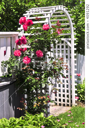 yard, house, rose 4091292